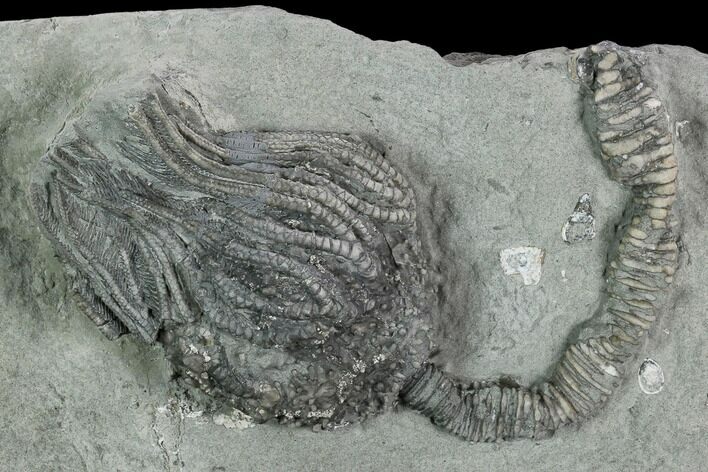 Crinoid (Platycrinites) Fossil - Crawfordsville, Indiana #125913